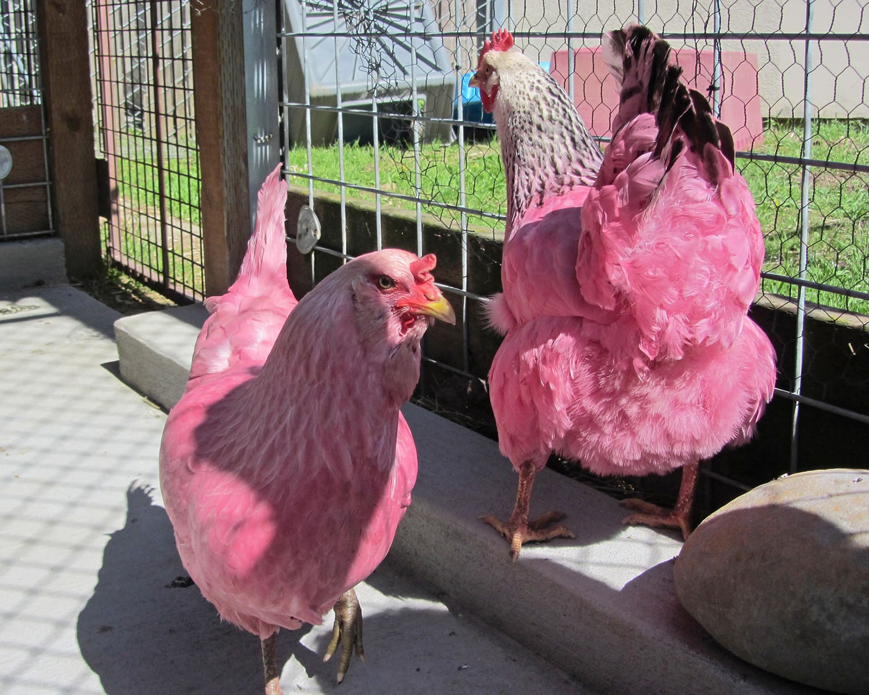 Randall Brown/Multnomah County Animal Services
A pair of chickens, dyed pink, are photographed in Portland, Ore. The animals were picked up earlier this week running loose in the city's waterfront park.