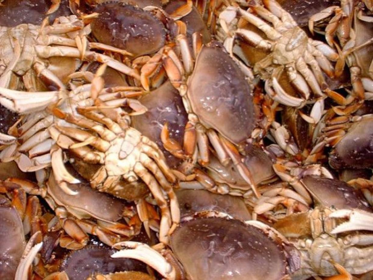 Marine toxins close crab season in SW Washington The Columbian