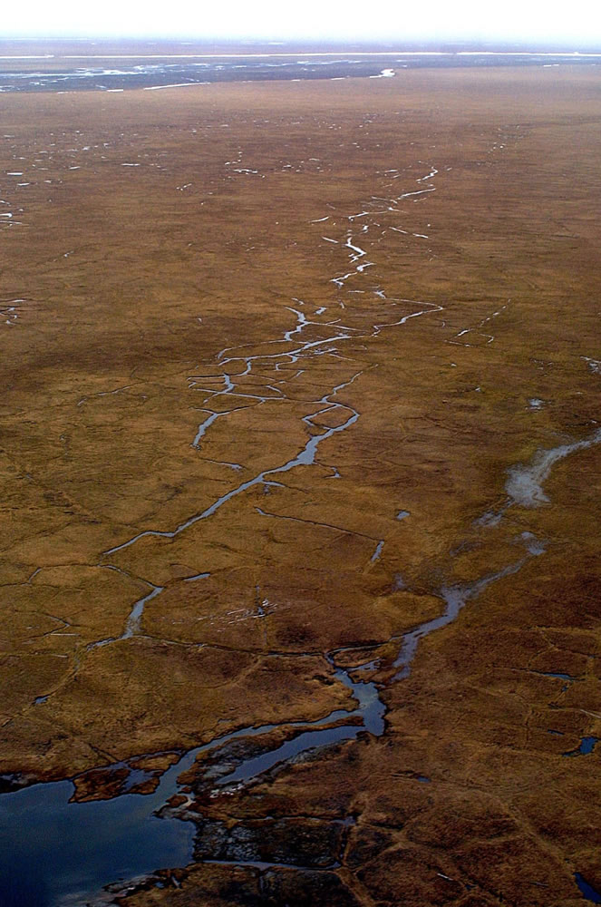 The Coastal Plain of Alaska's Arctic National Wildlife Refuge in July, 2001. President Barack Obama says he will ask Congress to designate more than 12 million acres of the Arctic National Wildlife Refuge, including the Coastal Plain, as a wilderness area.