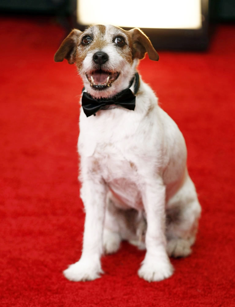 Uggie, the dog, from the film &quot;The Artist&quot; arrives Jan. 15, 2012, at the 69th Annual Golden Globe Awards in Los Angeles. Uggie was euthanized Aug. 7 after a bout with prostate cancer. The dog was 13.