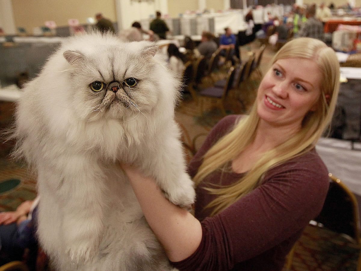 Fresh off of bringing home a triple grand champion award Saturday, Asimi, a 2 1/2 -year-old Black Silver Shaded Persian, gets his game face on for another competition Sunday in Olympia as hander Melanie Chapman of Coquitlam, British Columbia, escorts him to the judge's table at the It's a Small World Cat Show at the Red Lion Hotel Olympia.