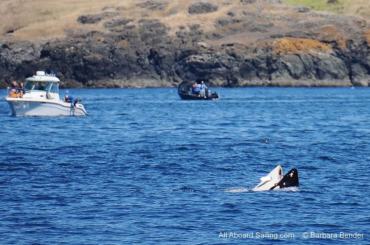 This Aug. 1, 2015, photo provided by Barbara Bender, shows a lure hanging from the orca J-39, a 12-year-old male, near the San Juan Islands. Federal officials said then that they were monitoring the killer whale, but it did not appear to be injured.