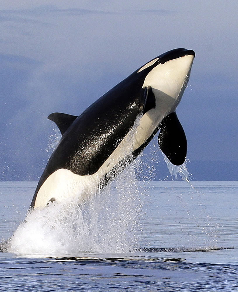A female orca leaps from the water while breaching in Puget Sound, west of Seattle.