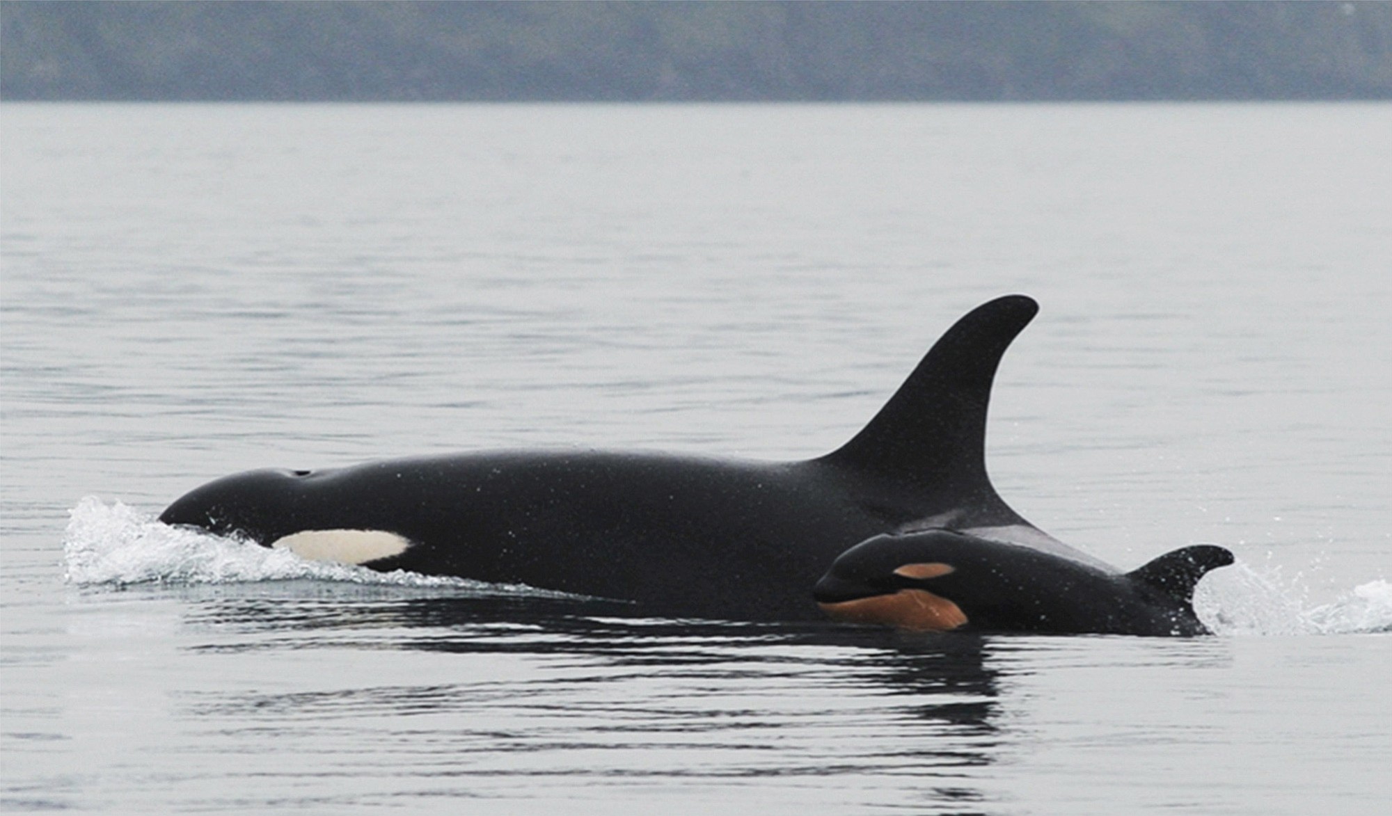 A new orca whale calf known as J-51 swims with J-19, who is believed to be its mother, near San Juan Island.