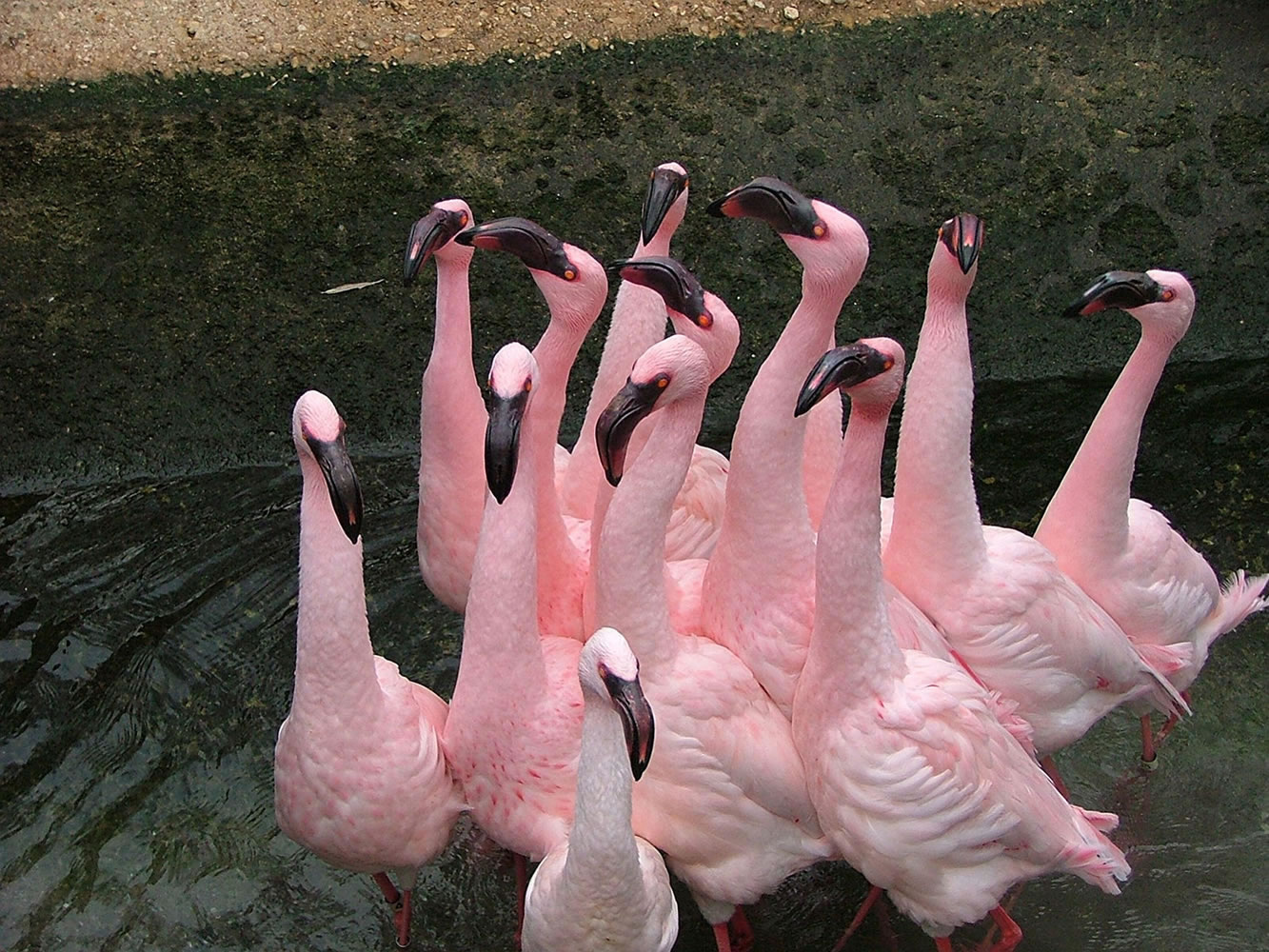 Lesser flamingos will be the newest residents of the Oregon Zoo's remodeled Africa Rainforest aviary.