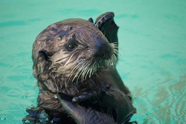 Juno the sea otter pup enjoys her pool at the Oregon Zoo.