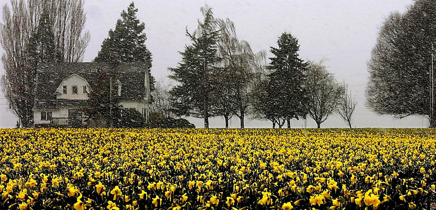 In March 2002, snow fell on a Skagit Valley daffodil field in LaConner.