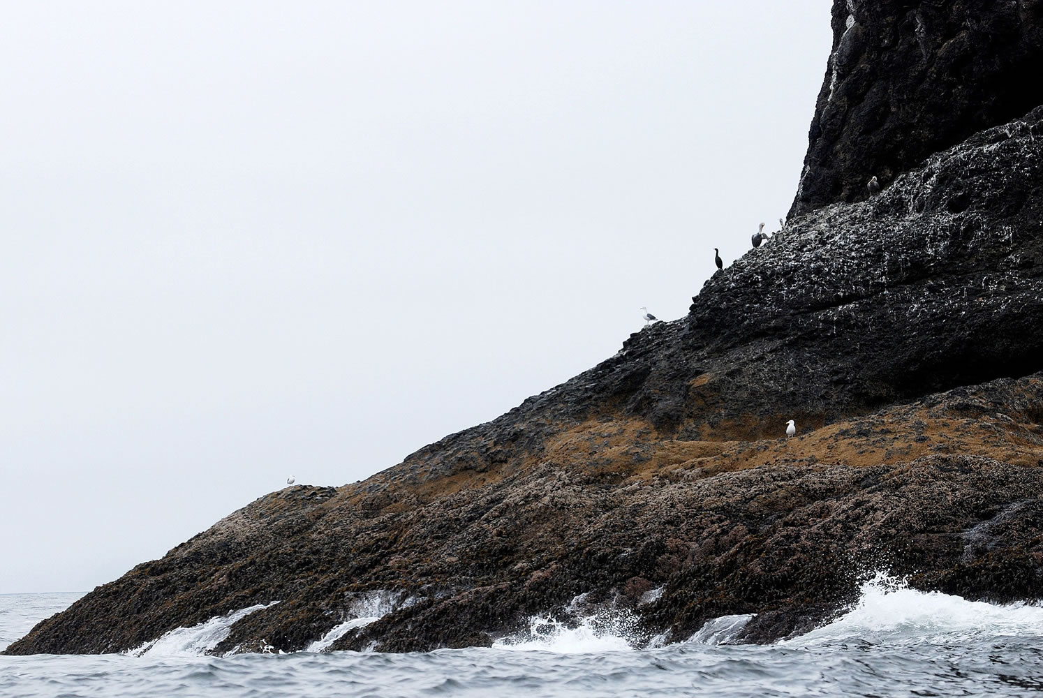 Sea birds rest on a rock off Cape Meares, Ore.