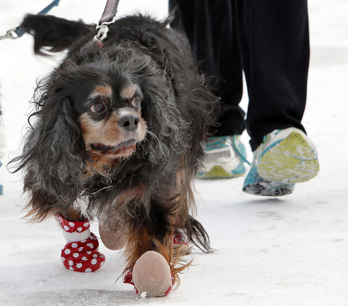 Sanders, a 12-year-old Cavalier King Charles spaniel mix, walks with winter booties with owner Malia Ebel in Concord, N.H.