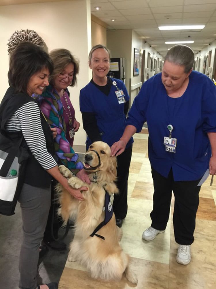 This photo April 1, 2015, provided by Susan Horecki shows from left to right, Marla Yetka, Judy Harris, Nicole Berens, Linda Berger with Snickers the Denver Pet Partners therapy dog during a visit with patients and staff at Rose Medical Center in Denver. If a golden retriever gives birth, gets stung by a bee or sprayed by a skunk, the dog's veterinarian wants to know. Scientists are studying the dogs to find out why their lifespans have gotten so short and why cancer has gotten so prevalent among them. Three-thousand purebred golden retrievers signed up for the $25 million lifetime study by the Colorado-based Morris Animal Foundation.