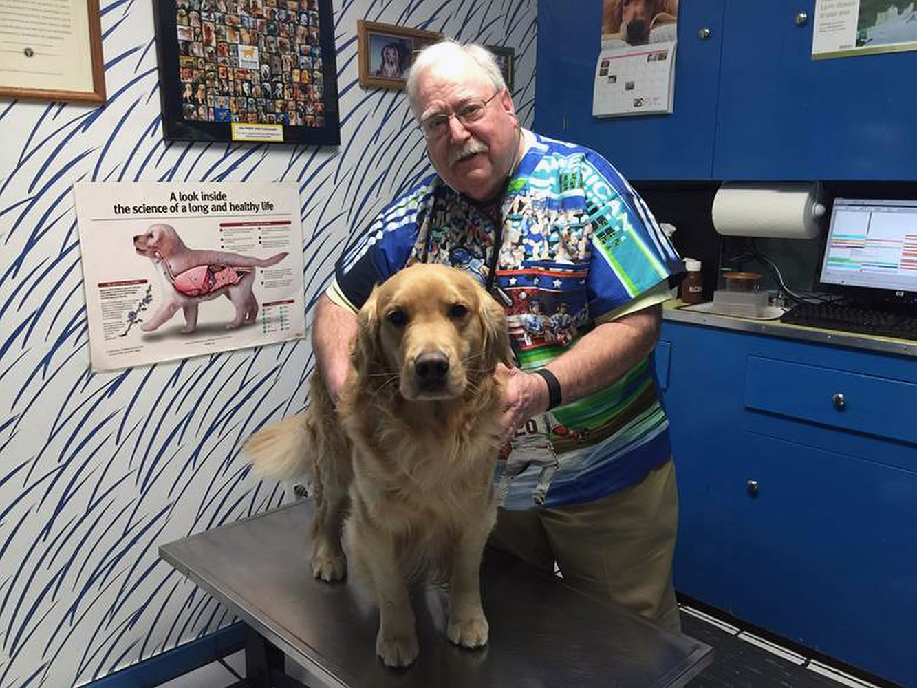 This photo taken April 13, 2015, and provided by Sara Cavallaro shows Dr. Michael Lappin, 66, during an examination of his golden retriever, Isaac, at The Animal House, Lappin?s office in Buzzards Bay, Mass. When Lappin graduated from Michigan State, the average golden retriever was living 16 or 17 years. Today, he says that's down to 9 or 10. The Morris Animal Foundation launched a lifetime cancer study of 3,000 dogs to see if they could figure out why so many are dying so young. Isaac is No. 64 in the study.