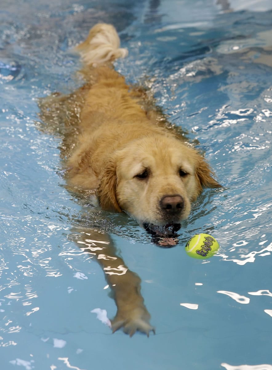 Golden retriever Ceili swims during exercise in a pool June 19 at the Morris Animal Inn in Morristown, N.J.