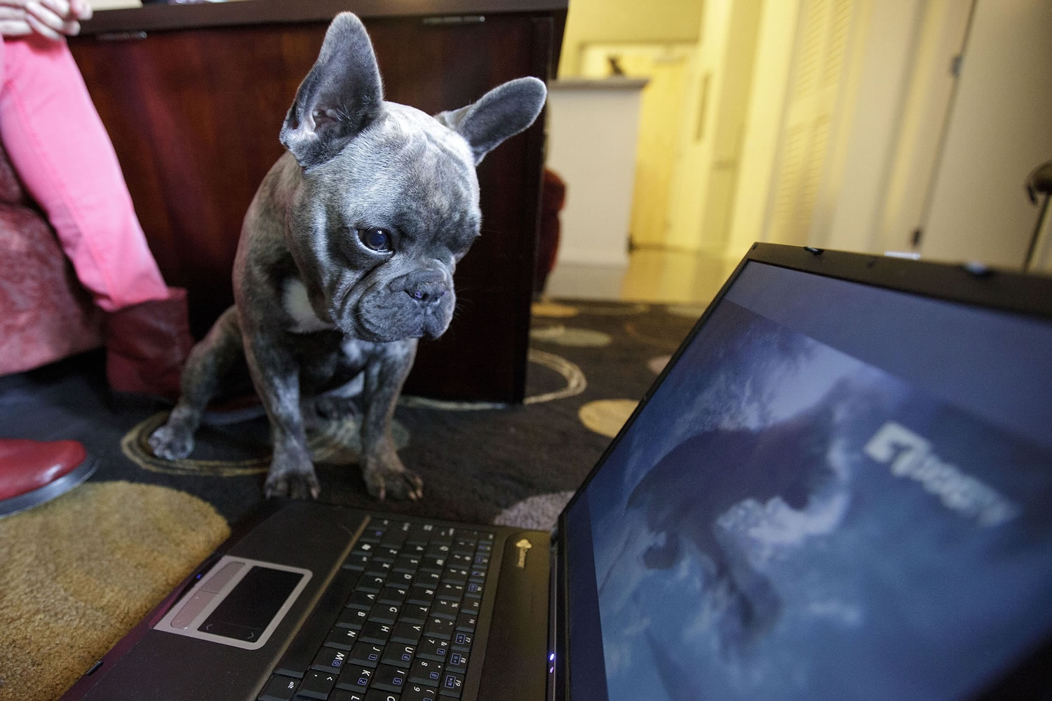 Bleu, a French bulldog owned by Maria Catania, watches DogTV in her apartment April 7, 2012, in San Diego. Grammy-winning musician Andrew Dost of the indie rock band fun.
