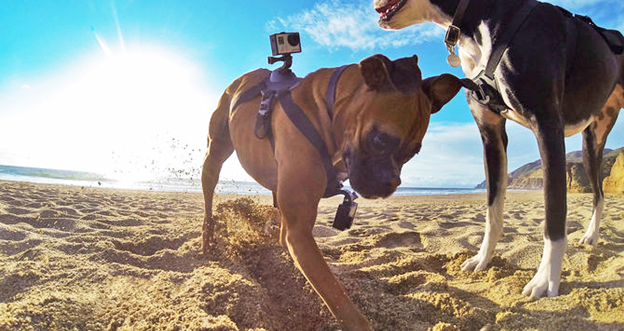 A dog wearing two GoPro cameras, one on his back and one on his chest, held on by what is known as a Fetch dog harness, digs into sand at an unknown location.