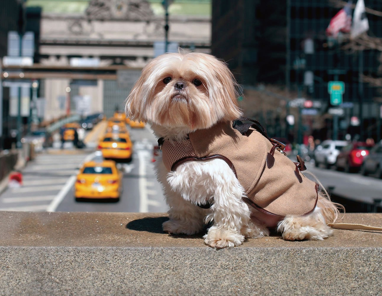 Chewie, a 3-year-old shih tzu, wears a Central Park Pups' Park Ave Peacoat in New York. For some pet owners, clothing plays into a luxury lifestyle. For others, it's a way to match man's best friend.