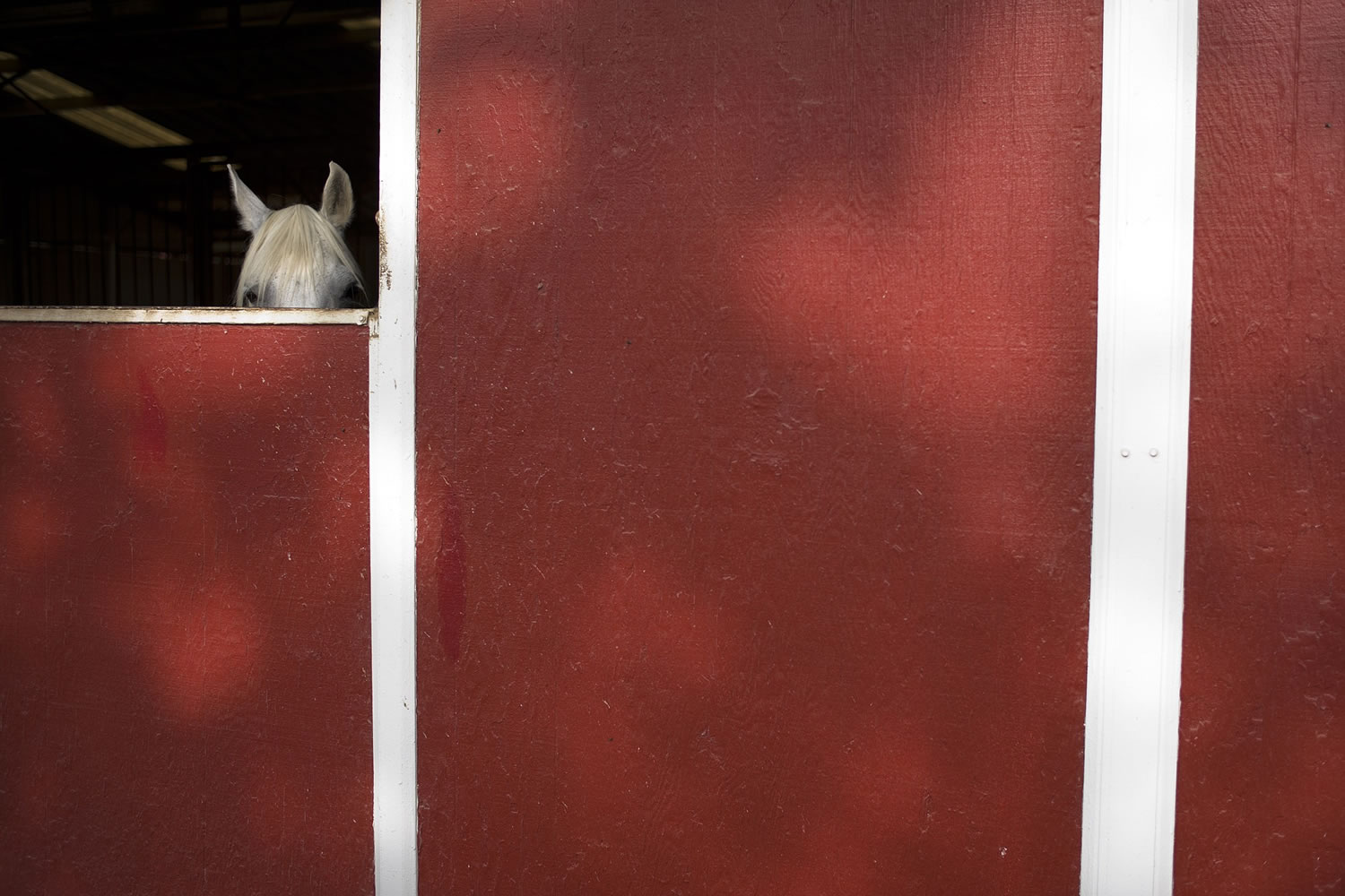 A rescued horse peeks out of a stable at the Red Bucket Equine Rescue in Chino Hills, Calif.