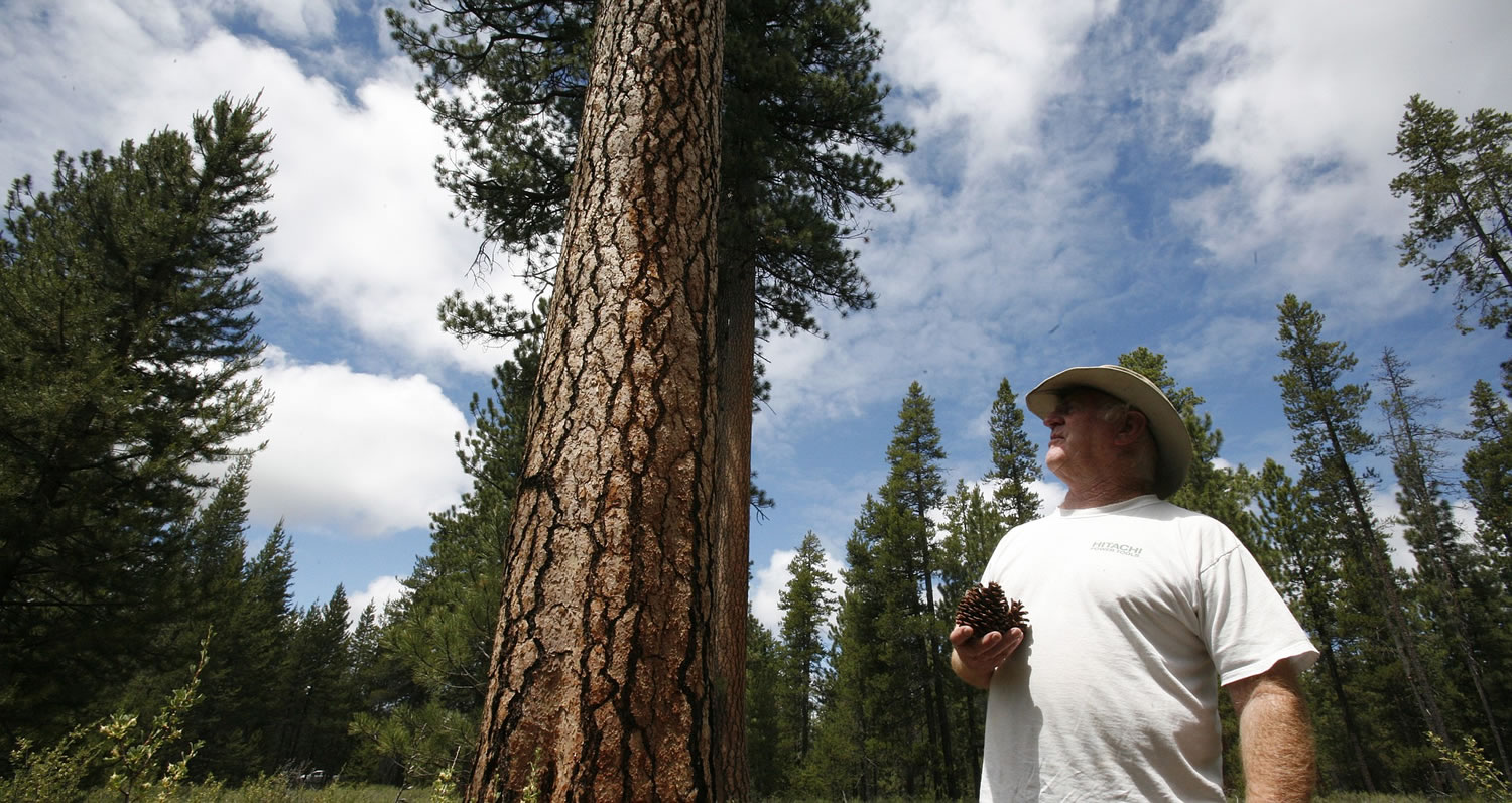 John Scoggin collects ponderosa pine cones June 26 in the forest near LaPine, Ore. Scoggin, who works in Bend and lives in La Pine, says he can fill four or five 42-gallon trash bags with cones in the space of a short detour home from work.