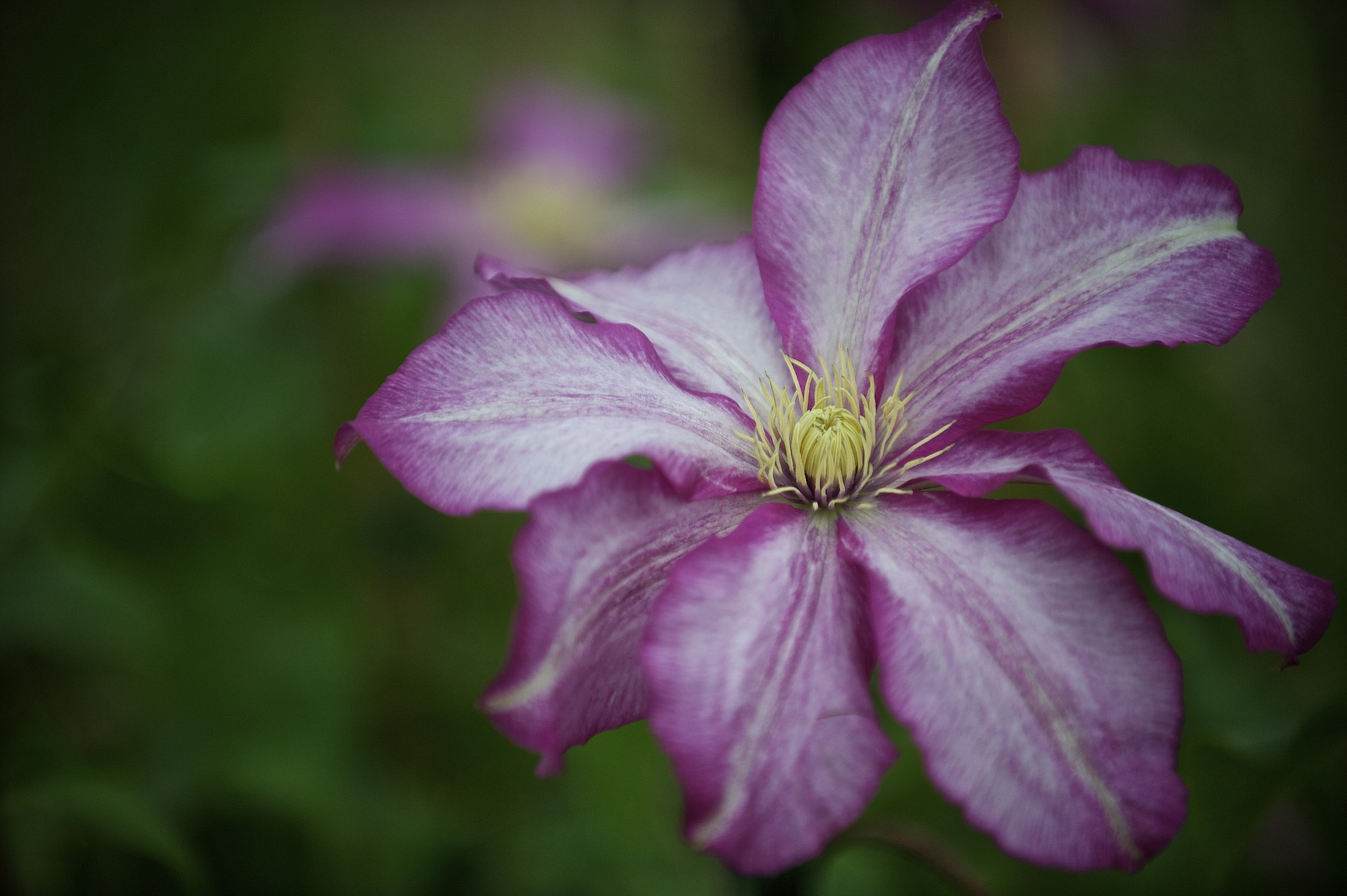 Clematis is often available at the Master Gardener Foundation of Clark County's Mother's Day Plant Sale at 78th Street Heritage Farm.