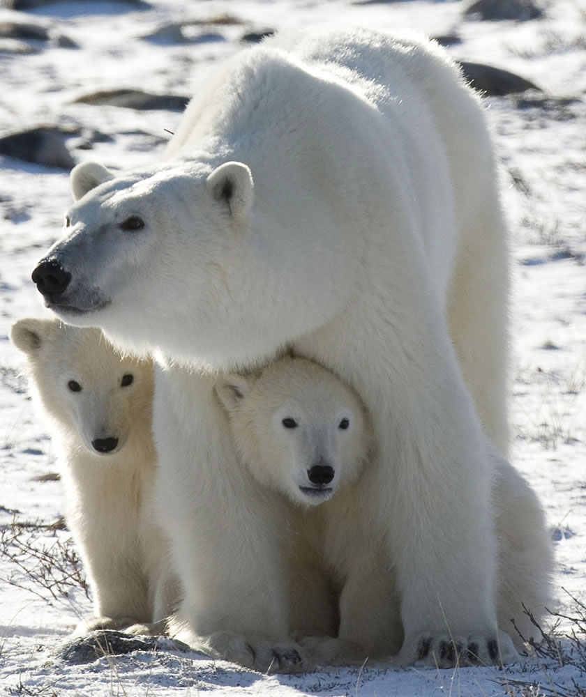 A polar bear mother gathers with her two cubs in Wapusk National Park near Churchill, Manitoba, in 2007.