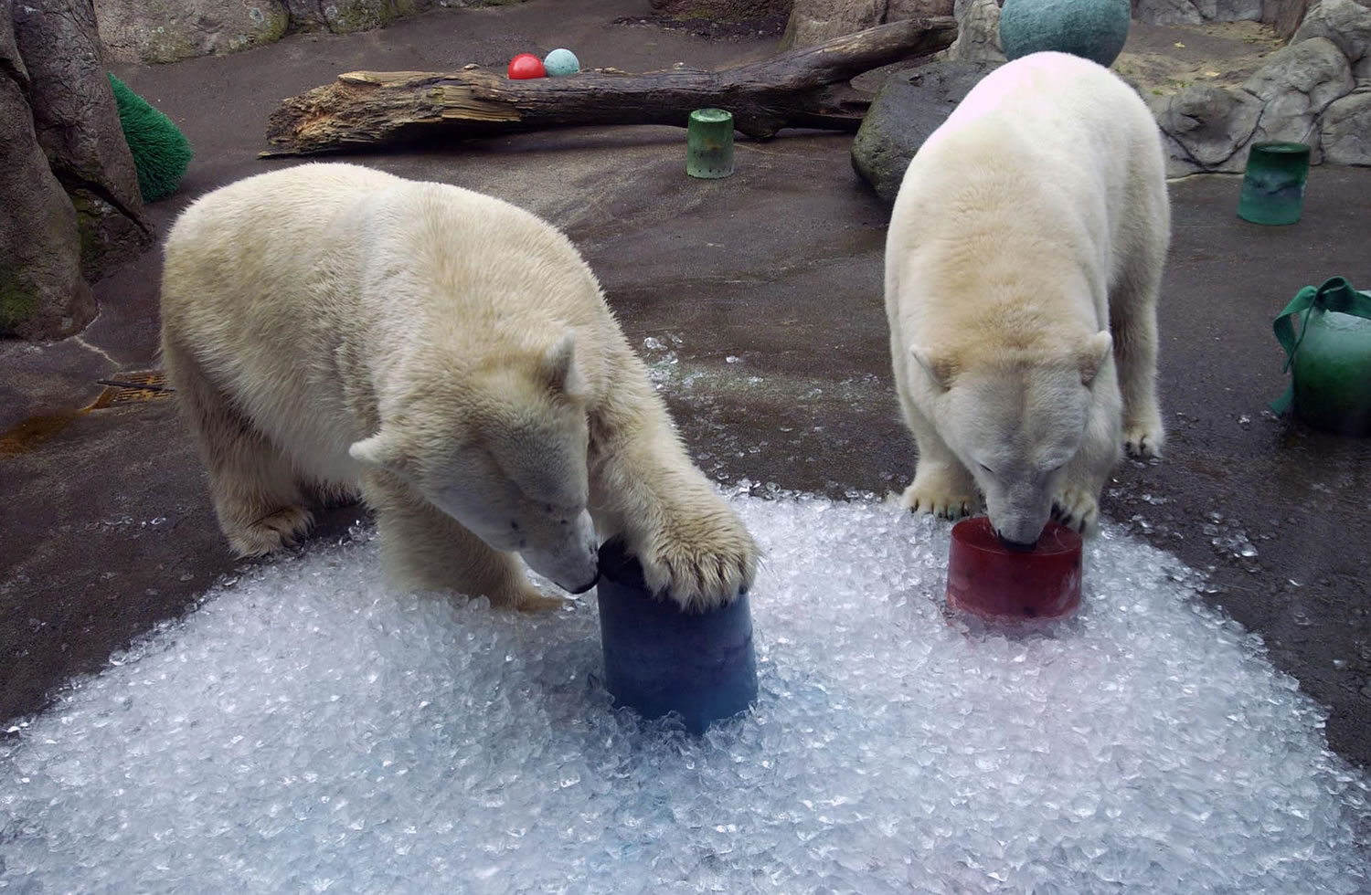 The Oregon Zoo will celebrate International Polar Bear Day Feb.