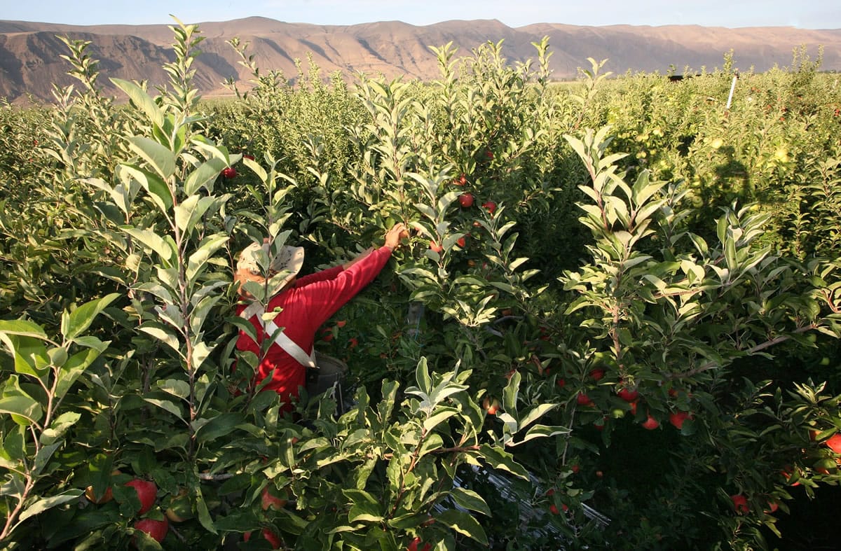 Stemilt Growers employee Abraham De La Cruz reaches for gala apples in an orchard in view of the Umtanum Ridge behind, near Mattawa in August.