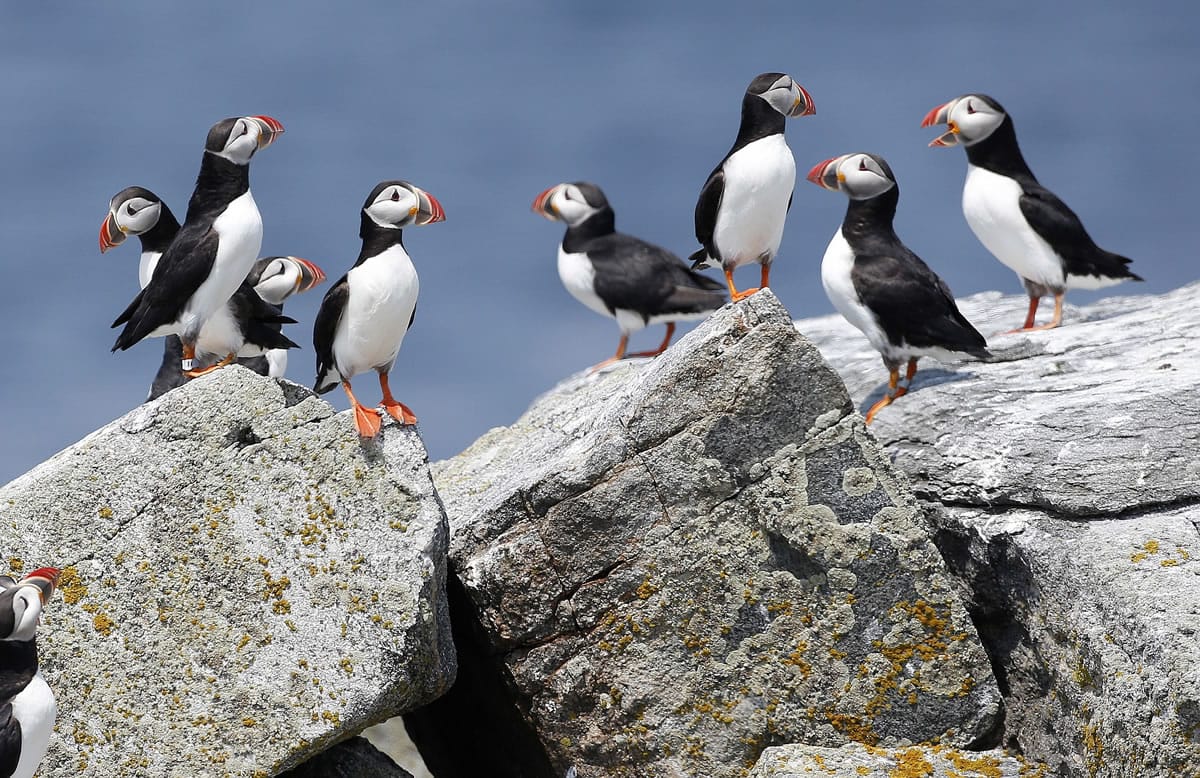 Atlantic puffins congregate near their burrows last week on Eastern Egg Rock, a small island off the coast of Maine.