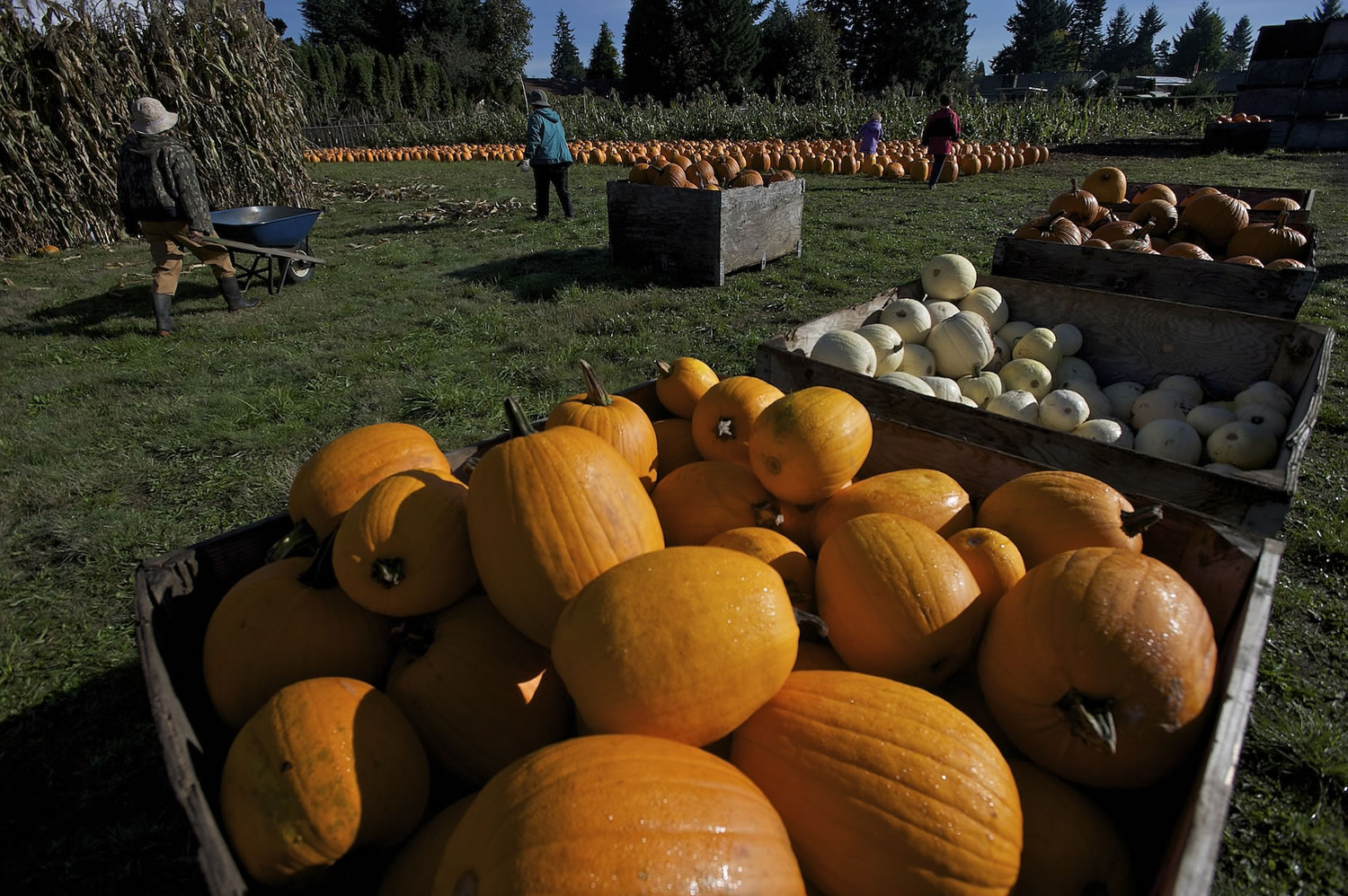 The pumpkin patch at Joe's Place Farm is open Saturdays and Sundays through October.