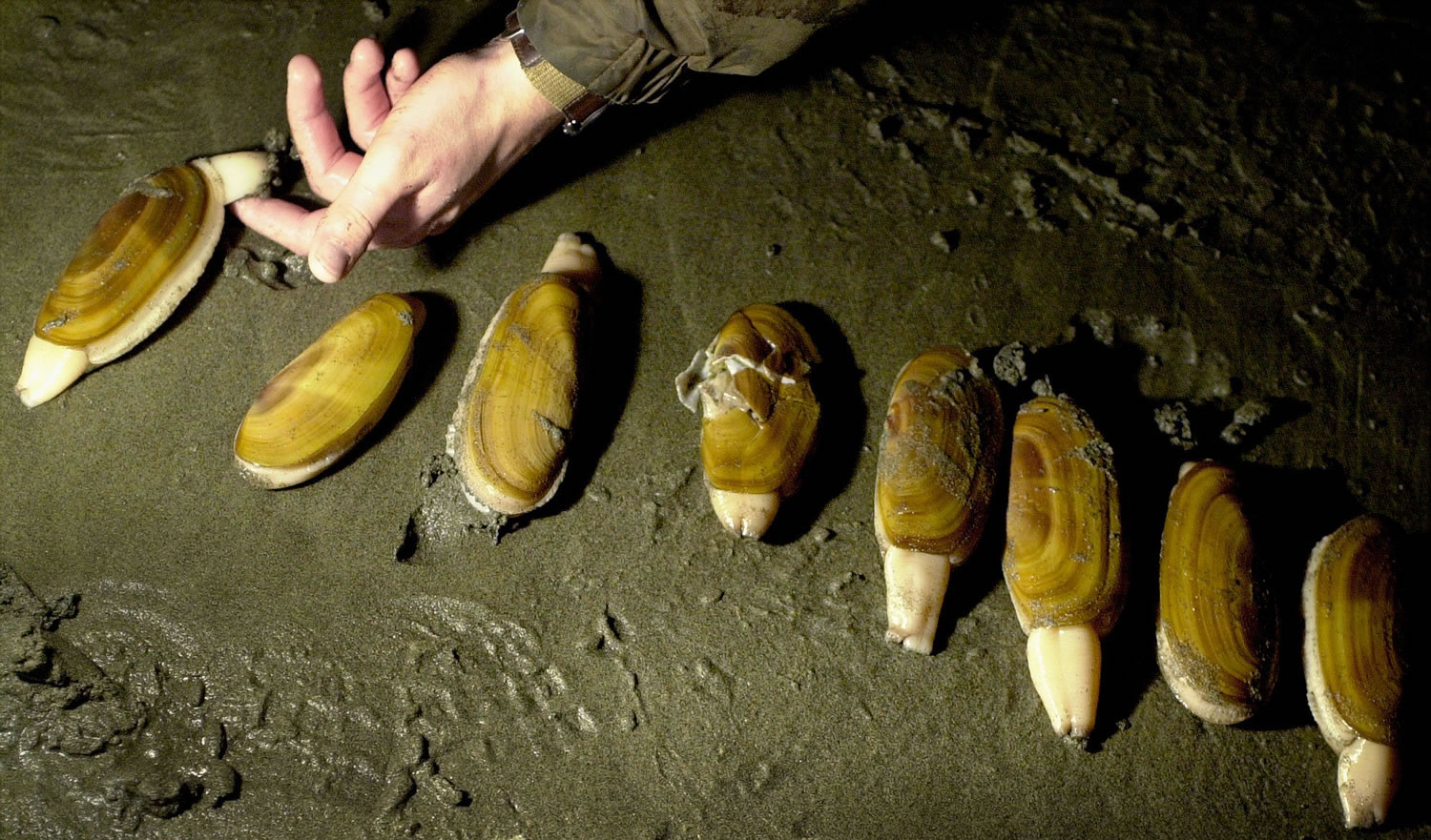 Razor clam seasons in the fall and winter are always on afternoon and evening low tides.