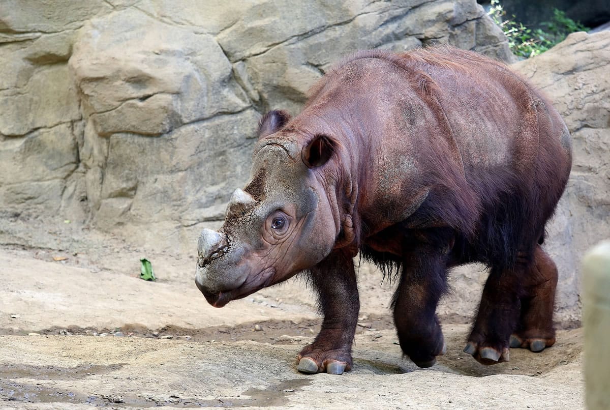 Harapan, a Sumatran rhino enters his Wildlife Canyon at the Cincinnati Zoo and Botanical Gardens on Tuesday in Cincinnati.