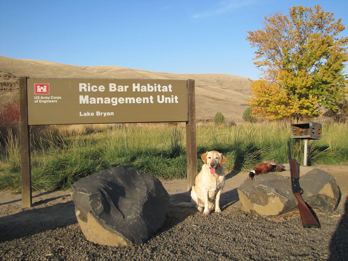 As wild pheasant populations dwindle, hunters in Eastern Washington turn to birds released on state and federal habitat areas such as Rice Bar on the Snake River in Garfield County.