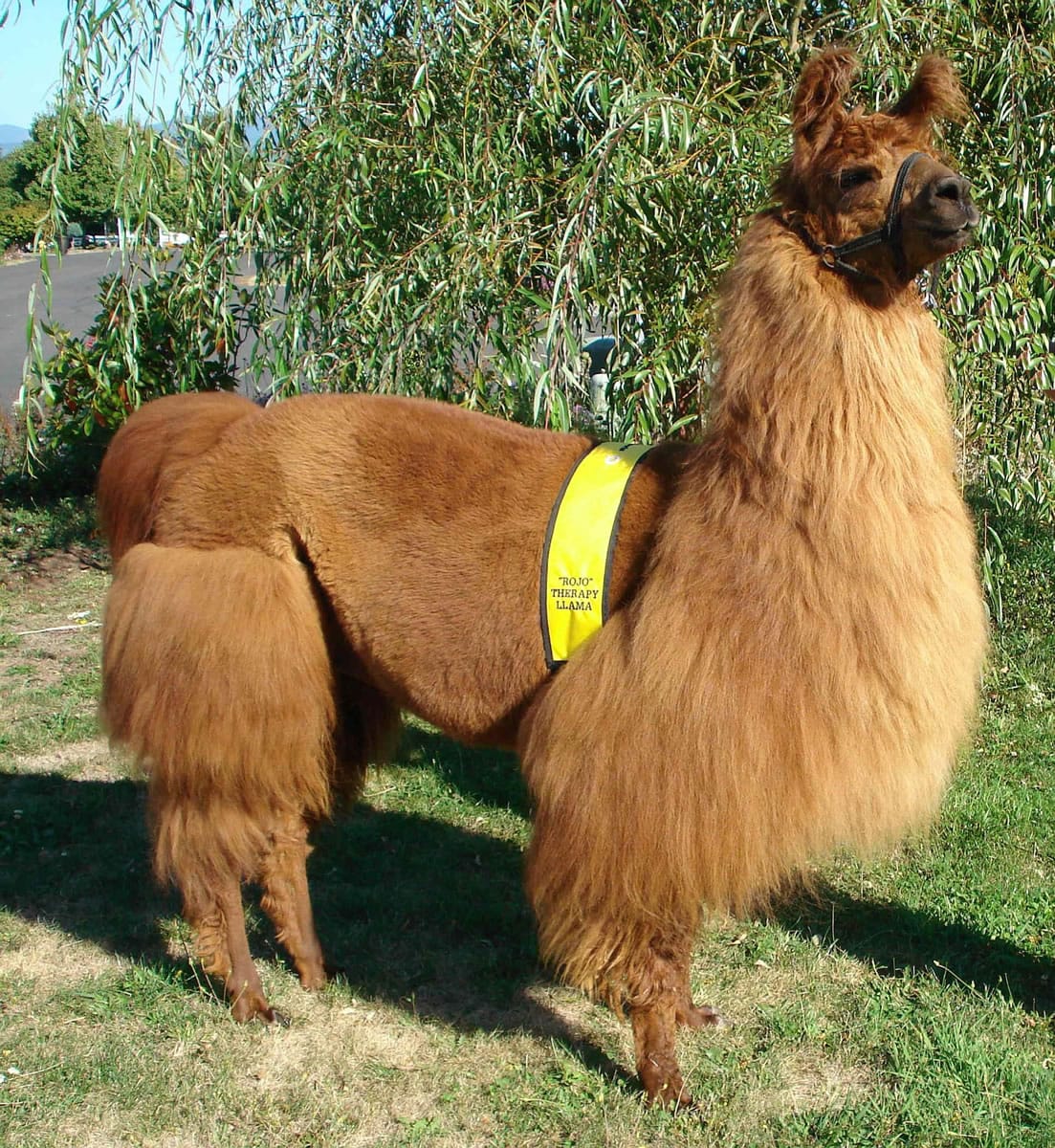 Rojo the Therapy Llama will be one of the guests on &quot;Hello Vancouver!&quot; Nov. 19, 2014 at the Kiggins Theatre.
