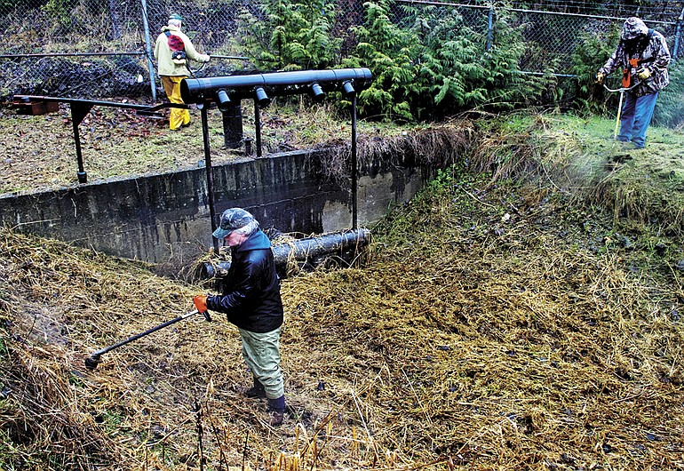 Workers clean up the steelhead rearing pond in the South Fork of the Toutle River area.