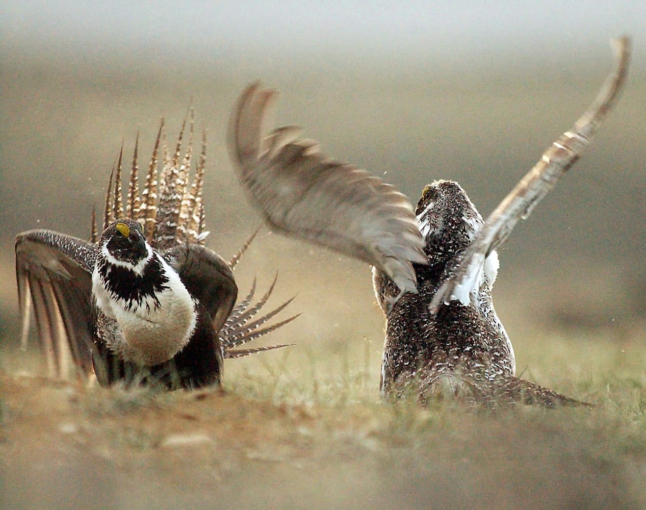 Associated Press files
Male sage grouses fight for the attention of female southwest of Rawlins, Wyo. On Thursday, U.S. Interior Secretary Sally Jewell announced new measures to help conserve habitat in 10 states for the imperiled ground-dwelling bird.