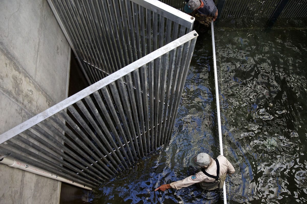 Technicians Chuck Gehling, right, and Doug McMillan, herd trapped fish into the elevator in July 30, 2013, to gather data in Parkdale, Ore.