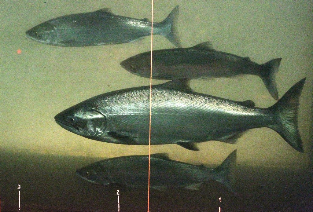 A chinook salmon, second from the bottom, swims with sockeye salmon.