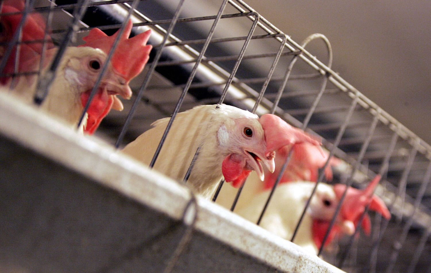 Associated Press files
Chickens huddle in their cages at an egg-processing plant at the Dwight Bell Farm in Atwater, Calif.