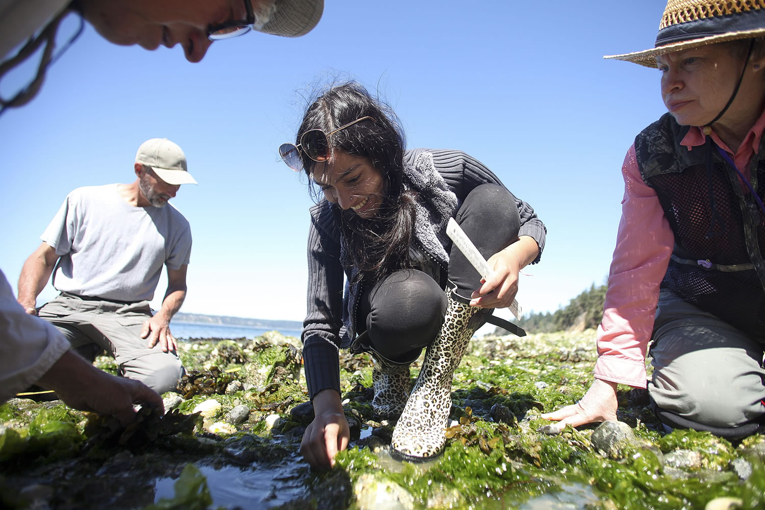 In this Thursday, July 30, 2015 photo, Edmonds Community College biology student Jessica Pal, center, picks through sand and rocks in search of sea-stars during a survey at Camano Island State Park in Wash.