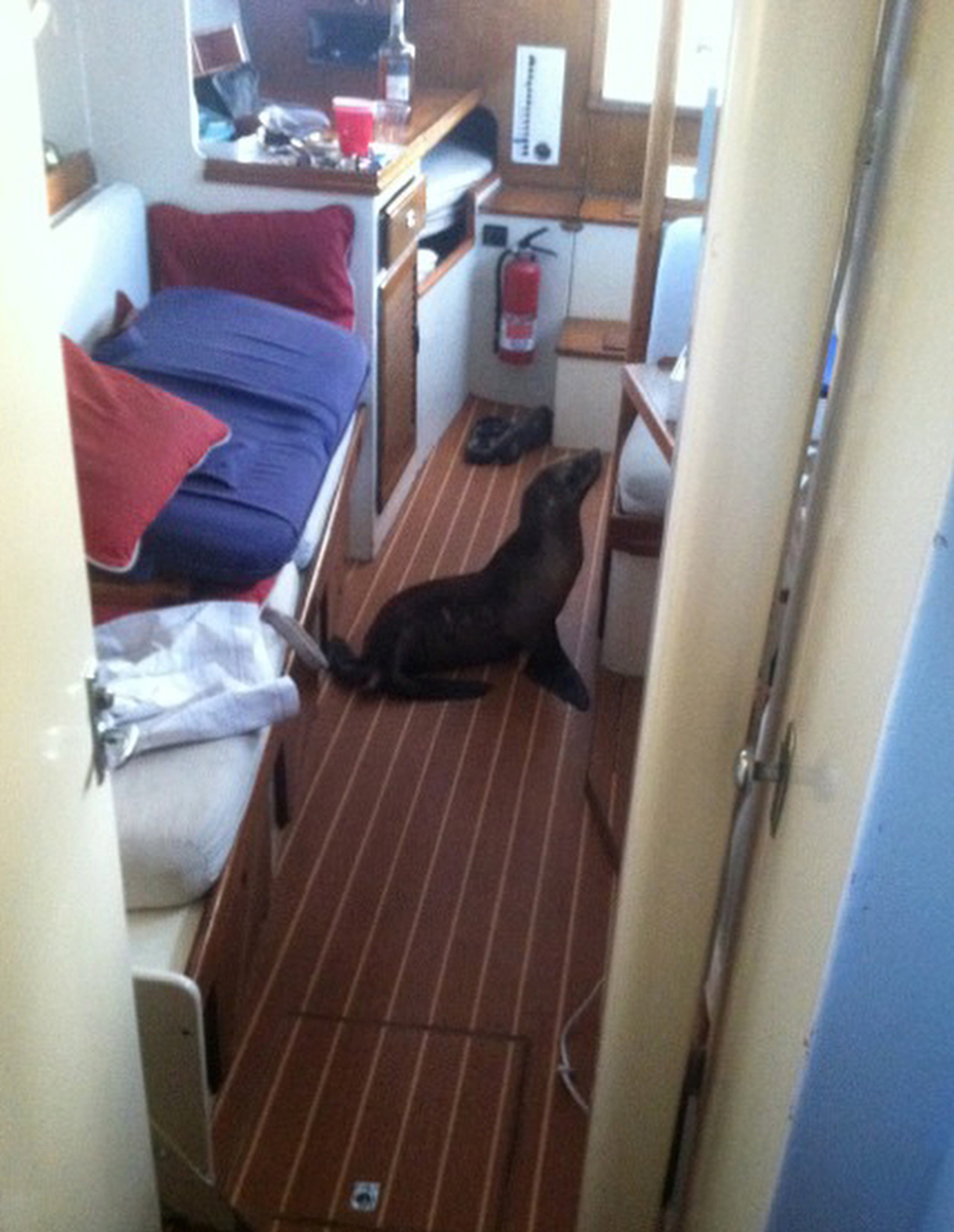 A 35-pound sea lion pup found it's away aboard a 41-foot Kettenburg boat Sunday in San Diego, Calif.