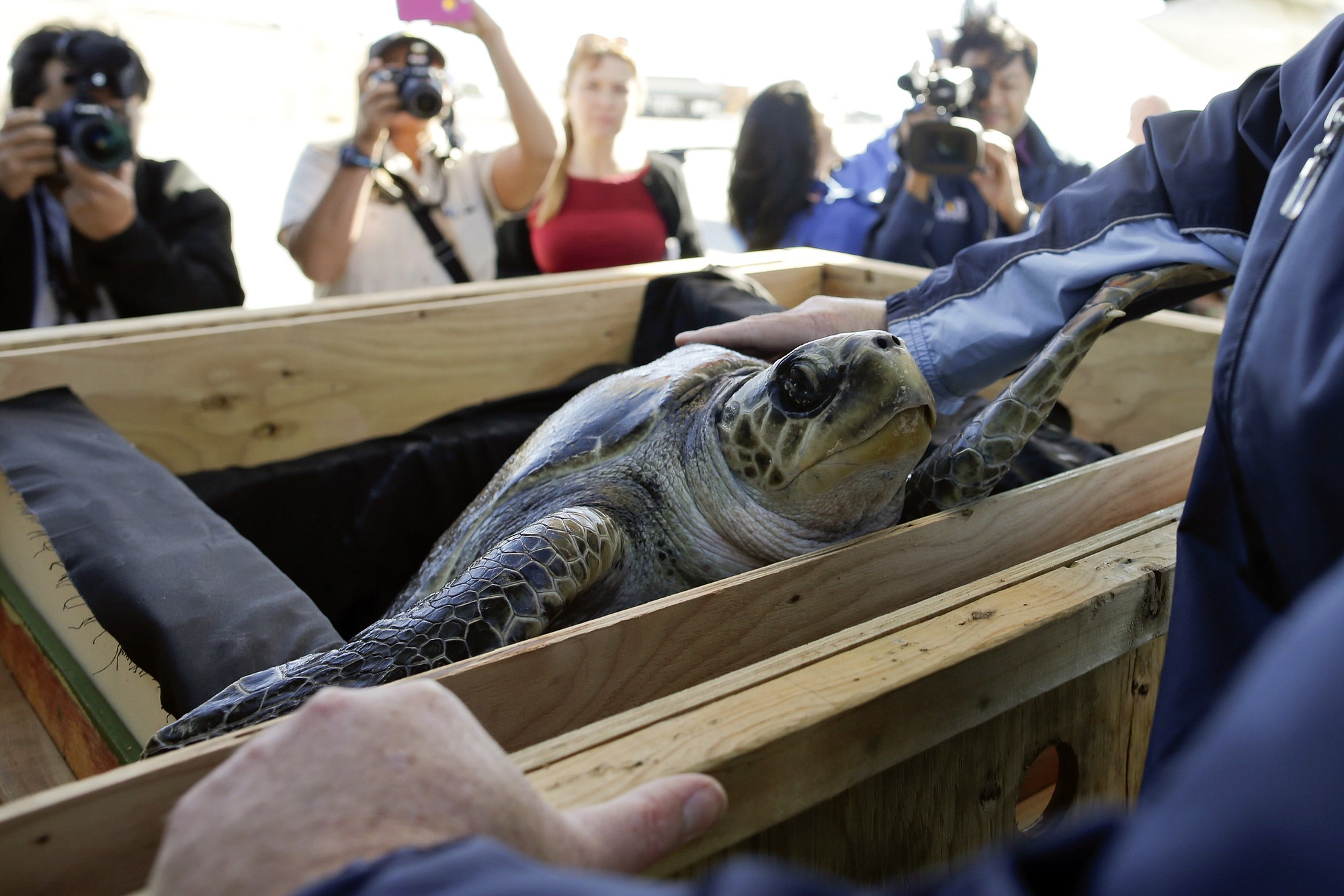 Photos by Gregory Bull/Associated Press
Solstice, an endangered olive ridley sea turtle, arrives Tuesday in Coronado, Calif. Solstice will undergo rehabilitation at Sea World in San Diego.