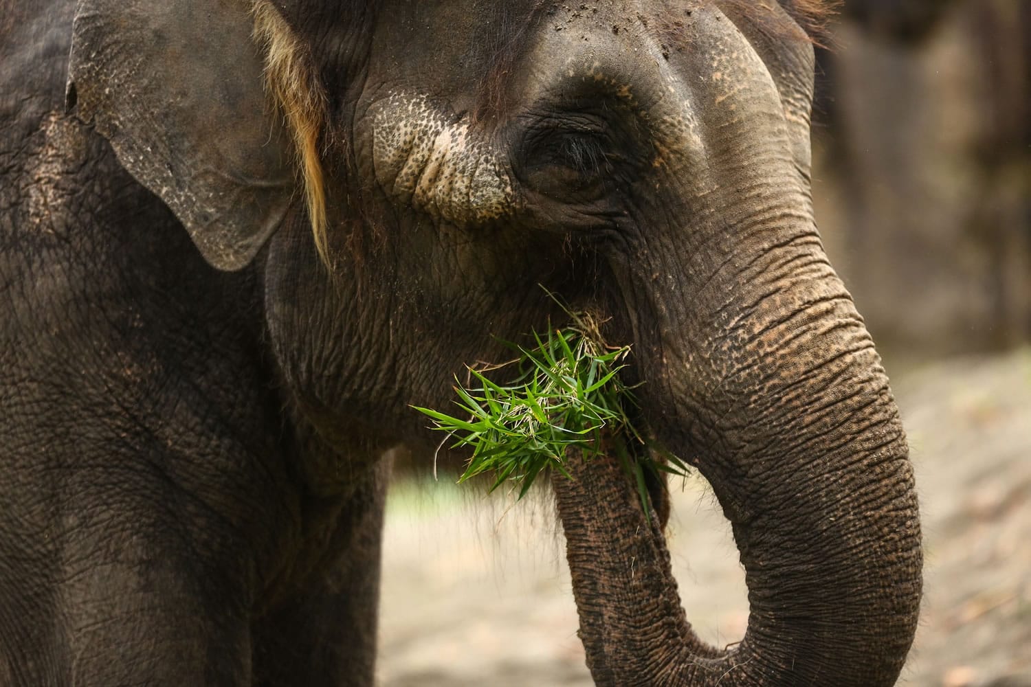 Asian elephant Chai eats grass at the Woodland Park Zoo after the zoo announced that its two elephants will go on long-term loan to the Oklahoma City Zoo on Feb.