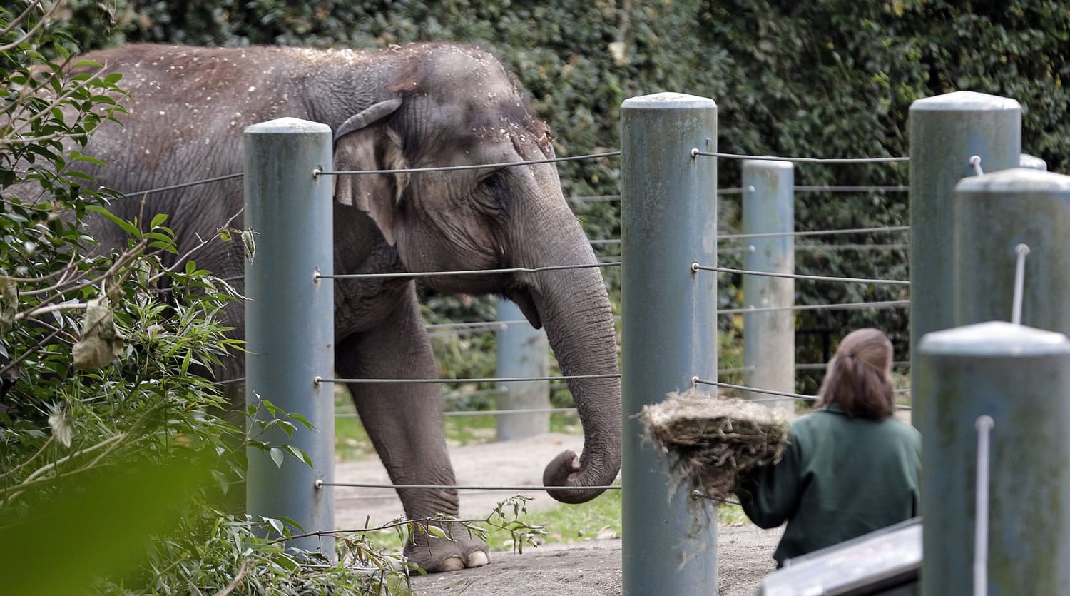 Bamboo, an Asian elephant, walks in her enclosure at the Woodland Park Zoo in Seattle in November.