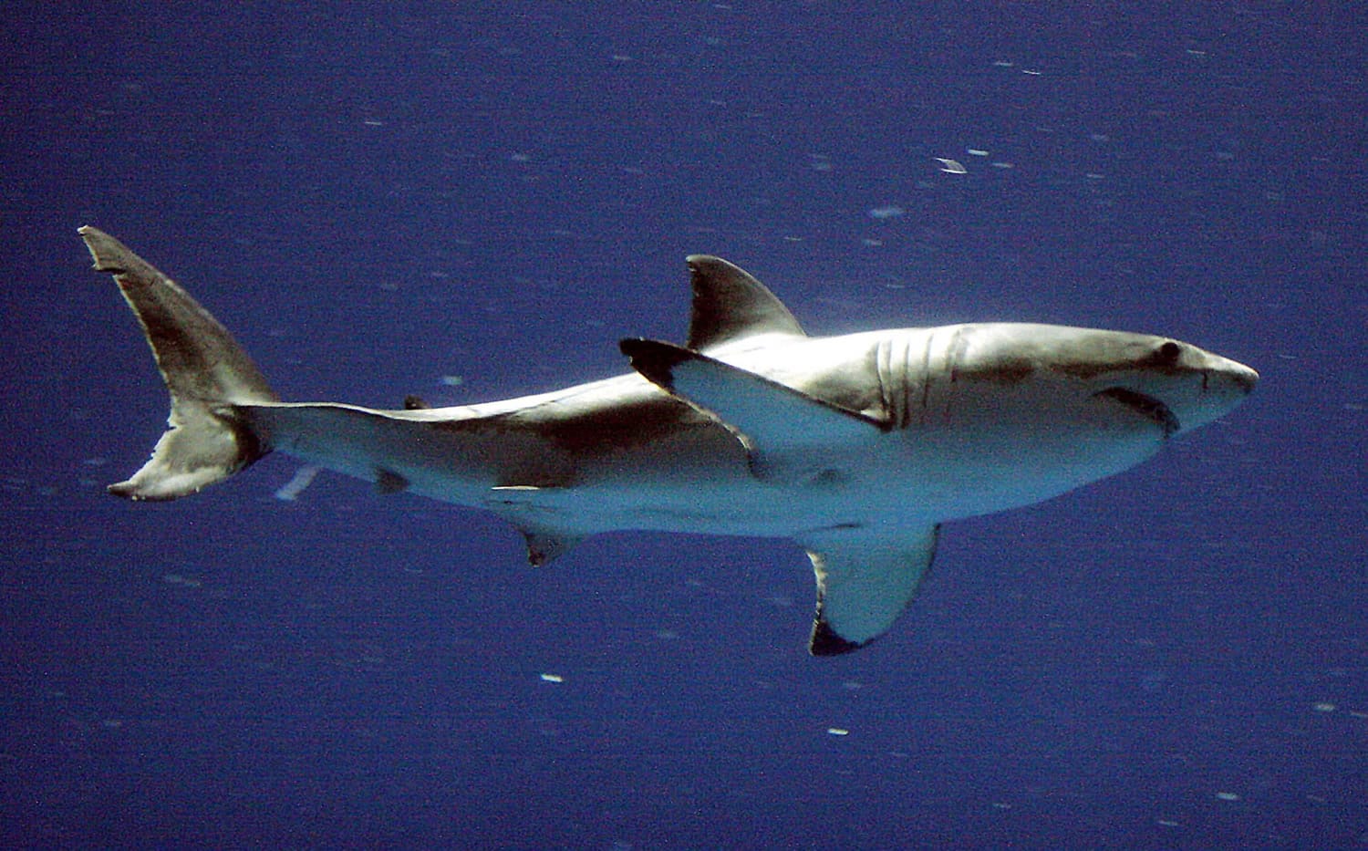 A great white shark swims Sept. 14, 2004, at the Monterey Bay Aquarium's Outer Bay Exhibit in Monterey, Calif.