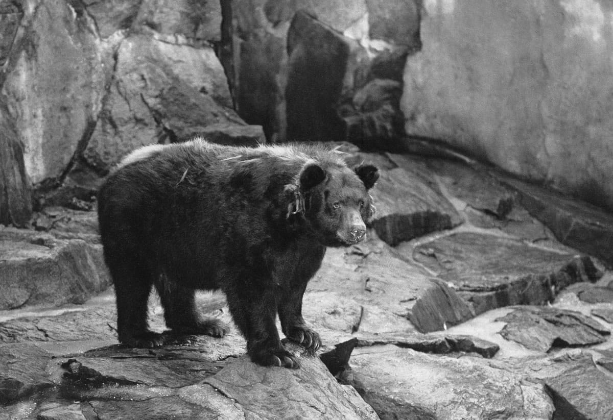 The original Smokey Bear stands in his National Zoo home in Washington, D.C.