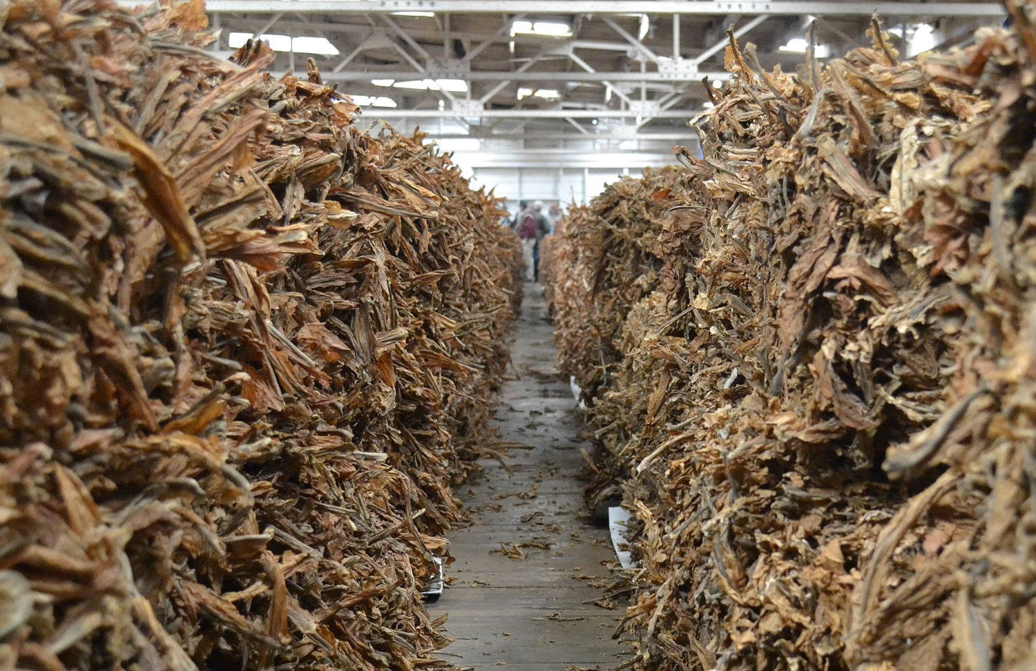 A row of burley tobacco at the tobacco warehouse in Danville, Ky. The Kentucky House has endorsed a statewide smoking ban in public buildings and most workplaces in a landmark vote in a state with historic ties to tobacco.