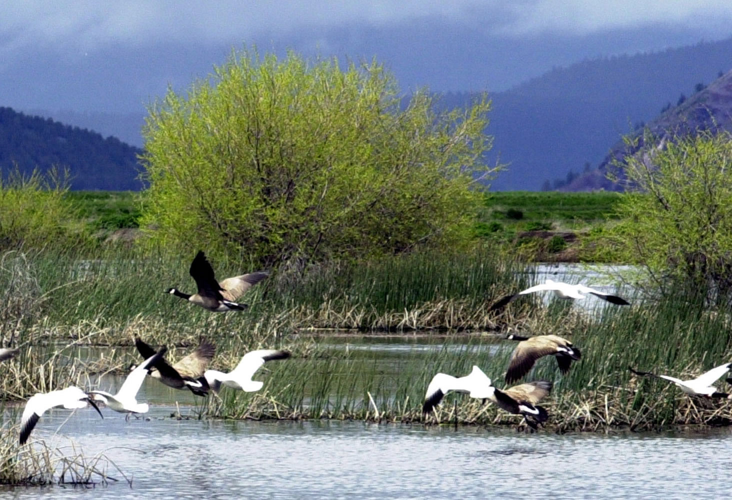 Snow geese and Canada geese prepare to land on marsh at the Lower Klamath National Wildlife Refuge near Merrill, Ore.