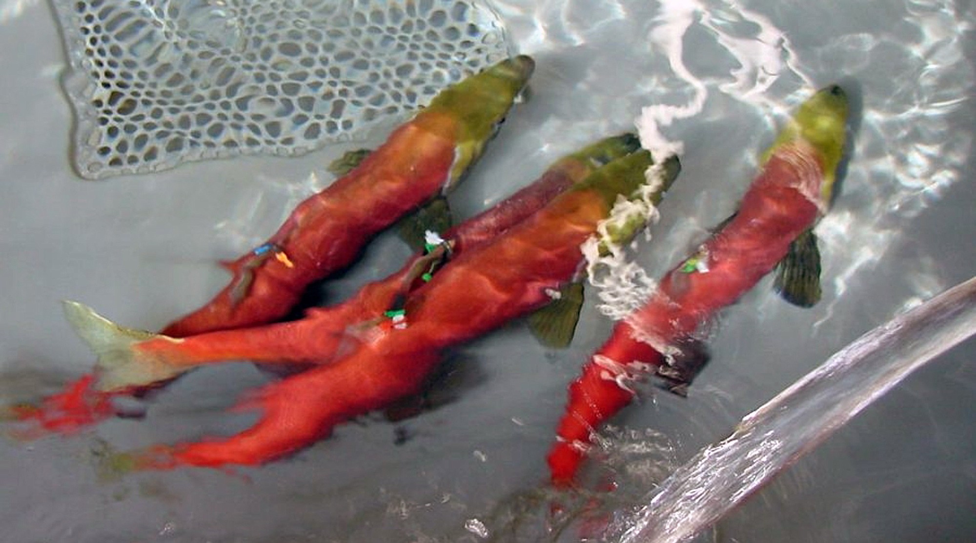 Adult sockeye salmon, in spawning red colors, swim in the Idaho Department of Fish and Game's Eagle Fish Hatchery in Eagle, Idaho, in 2000.