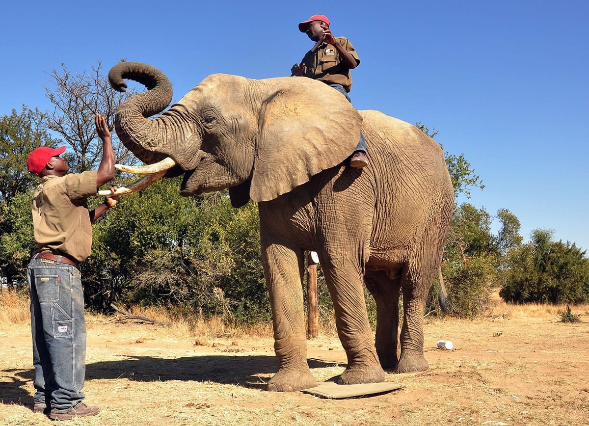 An elephant called Chishuru is rewarded by David, left, on the target mat for having completely a successful scent trial as colleague Sugar sits on top, in Bela-Bela, north of Pretoria, South Africa.