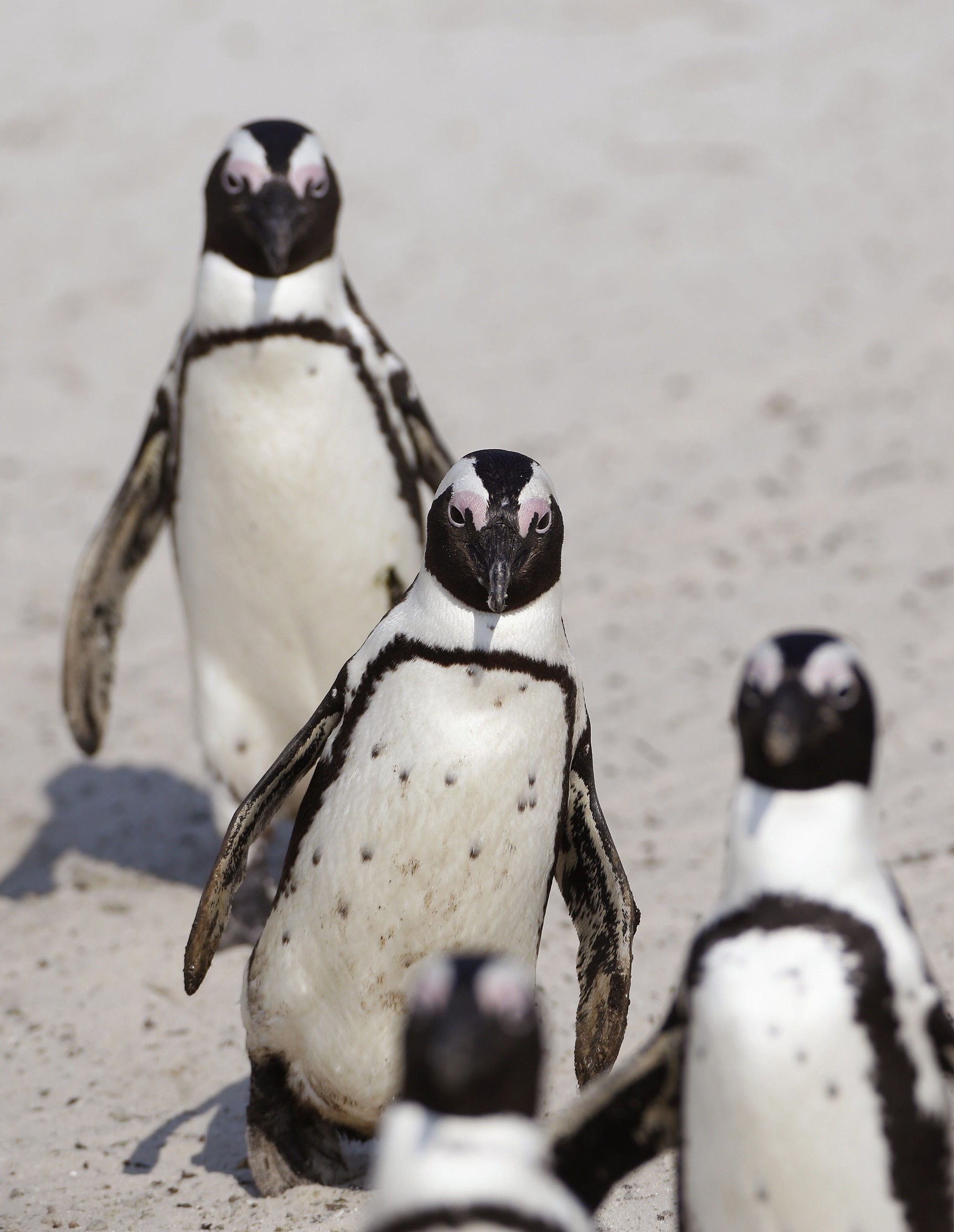 Penguins walk in a line on the beach at Boulders beach a popular tourist destination in Simon's Town, South Africa, on Thursday.