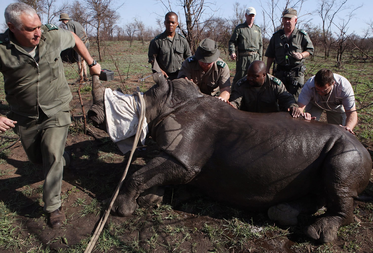 Rangers help a rhino to its feet after it was darted Thursday near Skukuza, South Africa.