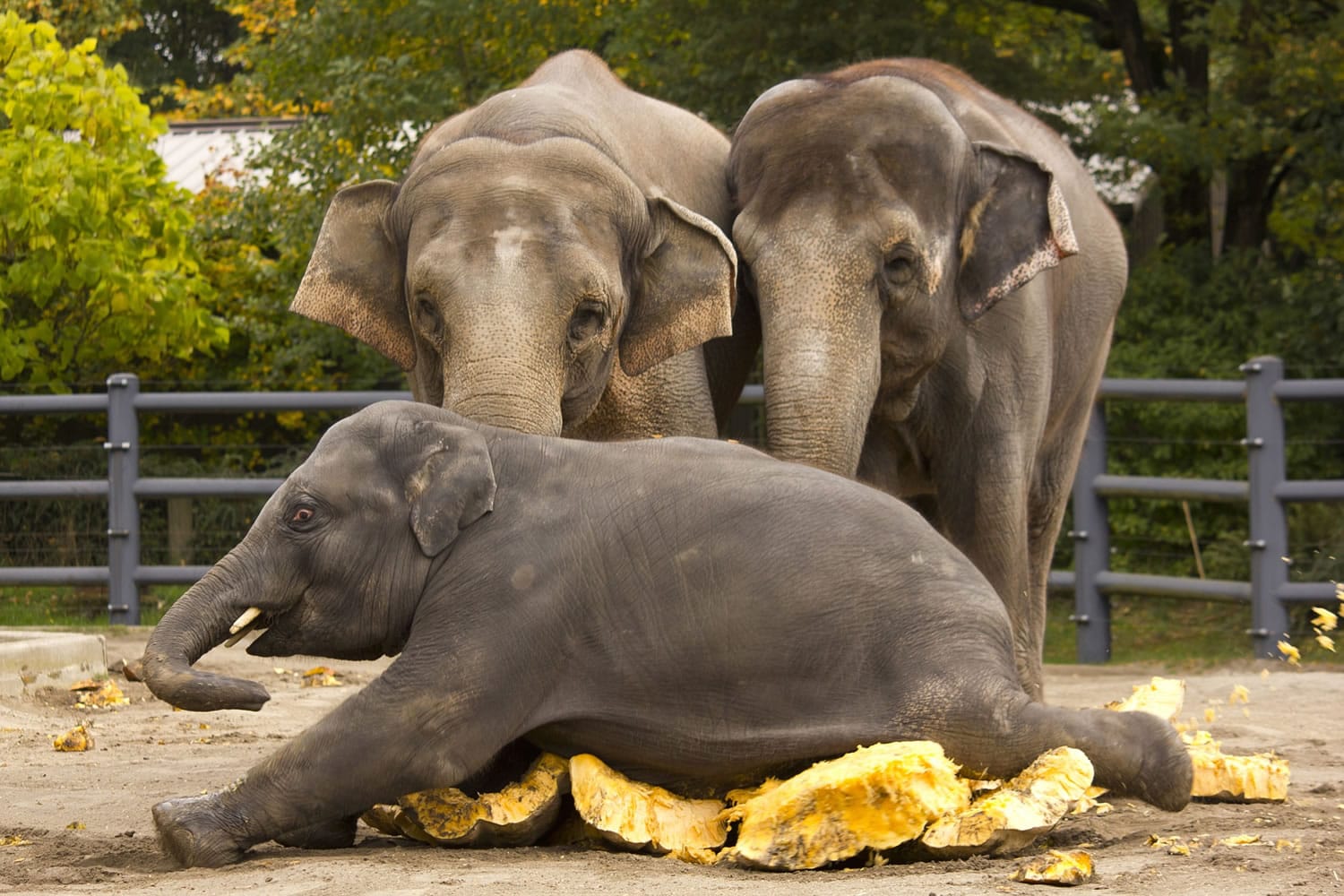 The elephants will take on a giant pumpkin for &quot;Squishing of the Squash&quot; Oct. 24 at the Oregon Zoo.